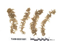 藏品(泥炭苔屬)的圖片